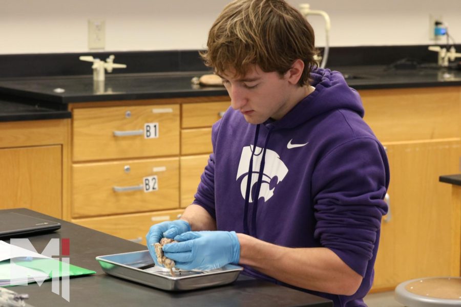 During human anatomy and physiology class, senior Grant Moffitt examines a sheep’s brain. While in class, Moffitt got to see all the different parts of a sheep’s brain by dissecting it. “At first I was kind of hesitant because it’s like somethings brain and thats kind of nasty,” Moffitt said. “Once I started doing it, it was really cool to again see the different parts and all of it in real life and to know that it is a part of a living organism.”