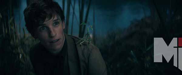Newt Scamander is played by Eddie Redmayne in Secrets of Dumbledore